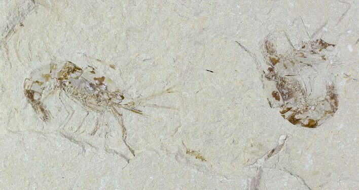 Two Cretaceous Fossil Shrimp Plate - Lebanon #107658